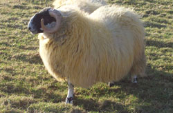 Sheep for Sale 